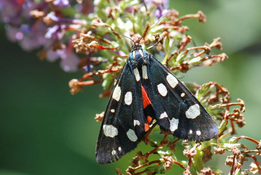 Callimorpha dominula